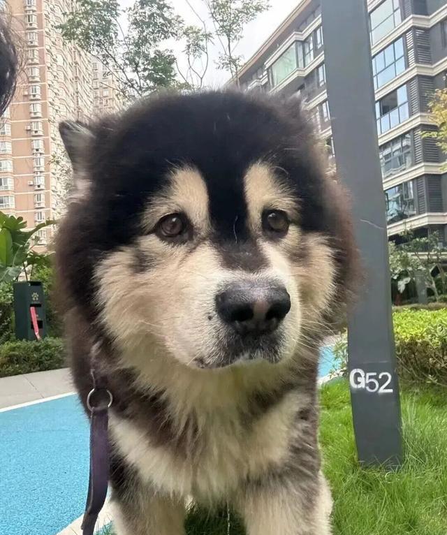 主人趁狗子便秘时跟它合照，这表情……哈哈哈哈！