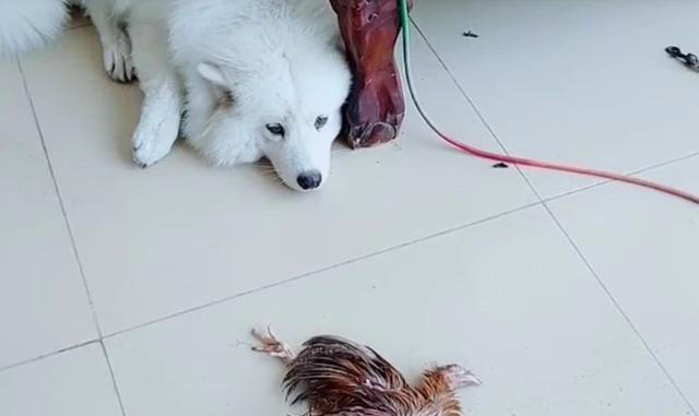 如何防止狗咬鸡：安全措施与训练方法