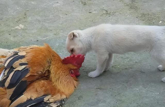 如何防止狗咬鸡：安全措施与训练方法