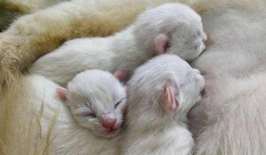 告诉你个秘密：猫妈妈把幼崽“叼给你”，不是因为爱你