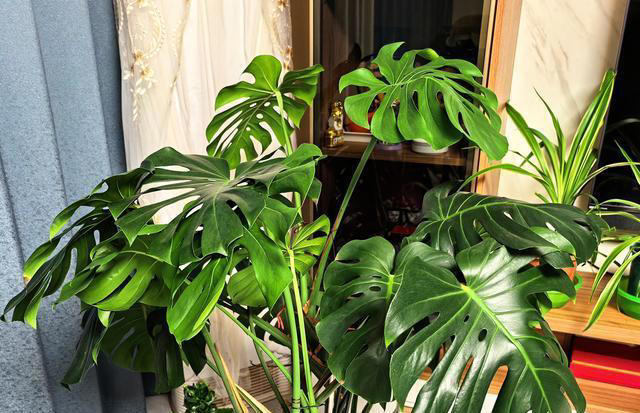花木春秋405：龟背竹 ｜ 大叶蓬蓬南国风