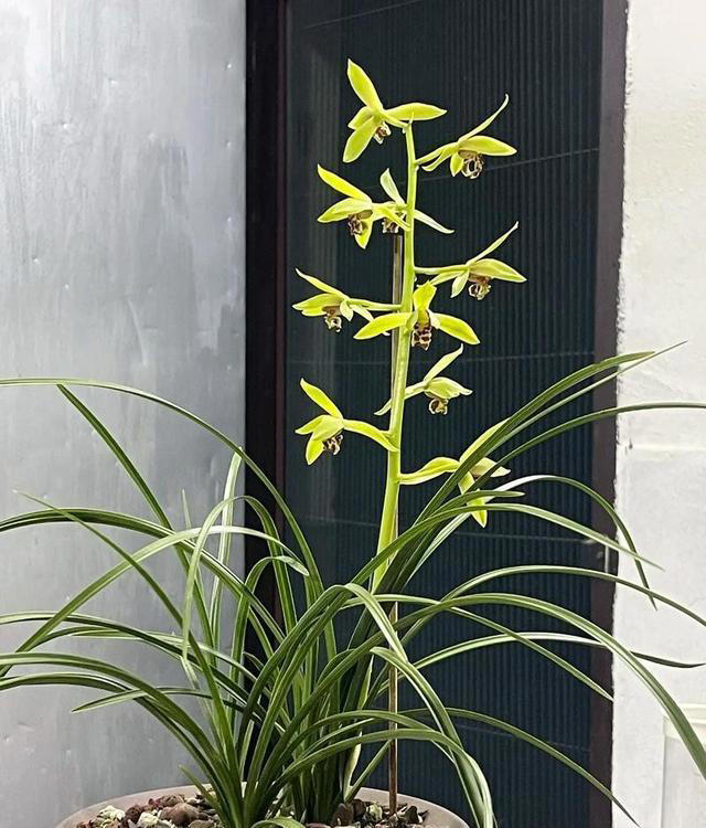 慧兰冬季施肥指南：精准控肥保花促长
