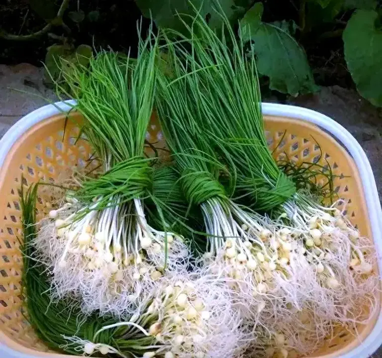 薤白又名小根蒜、团葱、独头蒜，冬天不可错过的野菜，脆嫩可口