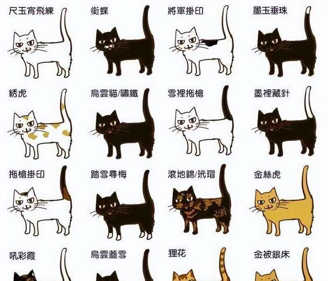 养猫新手必读：公猫母猫大不同!