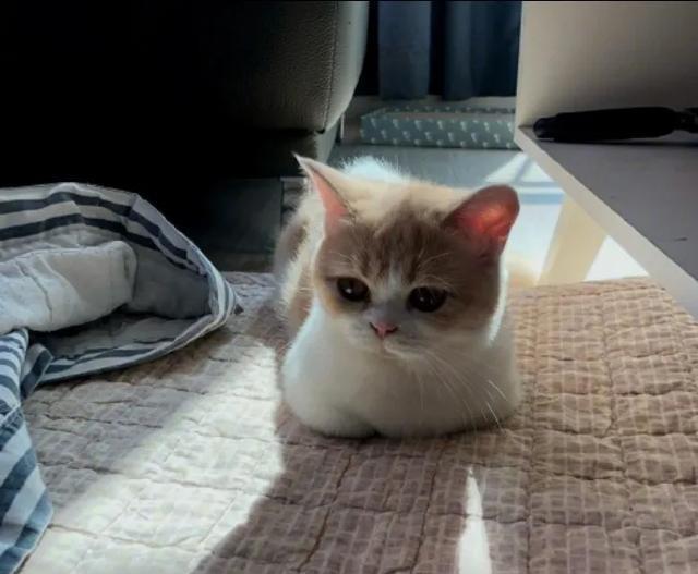 猫咪揣手背后的秘密：生活小习惯的解读