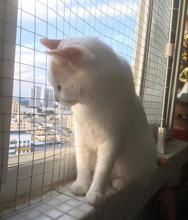 一只猫拥有这7大特征，代表它过得很幸福!