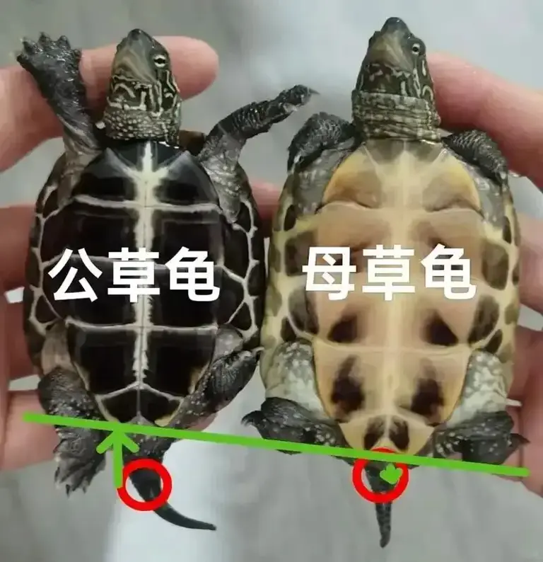 颠覆认知!这六个乌龟知识，90%的人第一个就猜错