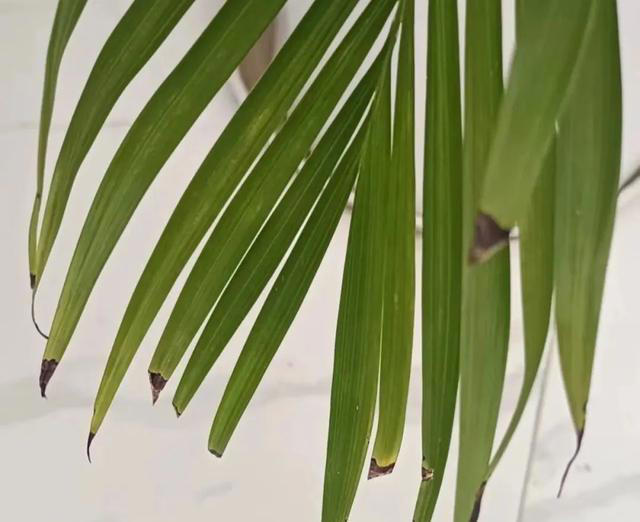 盘点花卉焦尖的4大原因｜附解决办法，让花卉叶子绿油油
