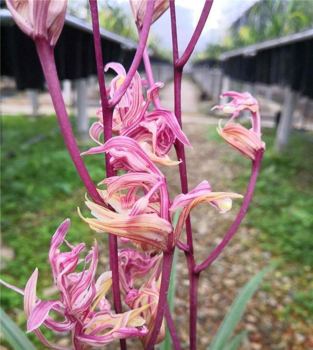 我国“独有”的树形兰花，确实很漂亮，花型飘逸，懂兰人视为珍宝