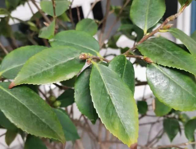 盘点花卉焦尖的4大原因｜附解决办法，让花卉叶子绿油油