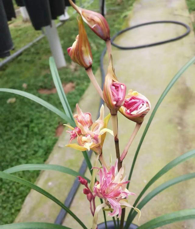 我国“独有”的树形兰花，确实很漂亮，花型飘逸，懂兰人视为珍宝