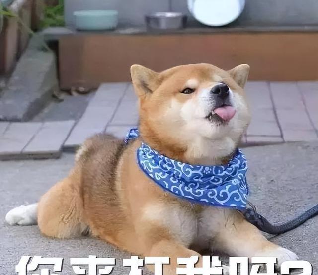 养狗久了才懂，狗忽然躺你面前打滚，是在给你信号