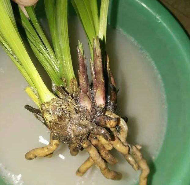 兰花烂根重新上盆，植料选择是关键，否则再次烂根的几率极大