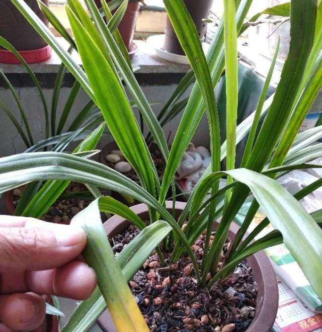 兰花烂根重新上盆，植料选择是关键，否则再次烂根的几率极大