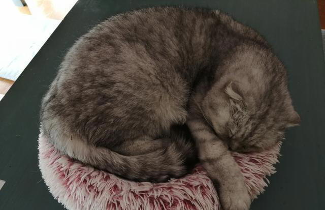 母猫究竟可以多么的护仔?