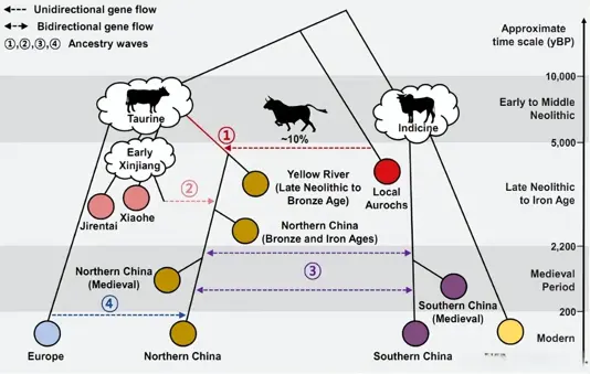 吉大哲学社会科学领域首篇《Science》论文发表&mdash;&mdash;揭示东亚地区家牛的复杂演化史与史前东西方文化交流