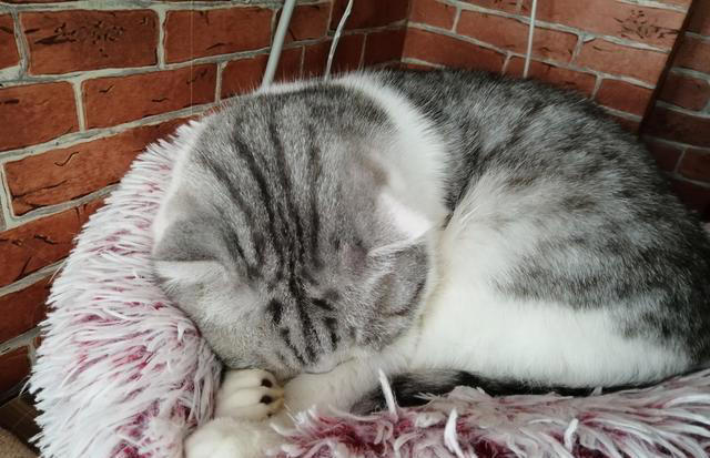 母猫究竟可以多么的护仔?