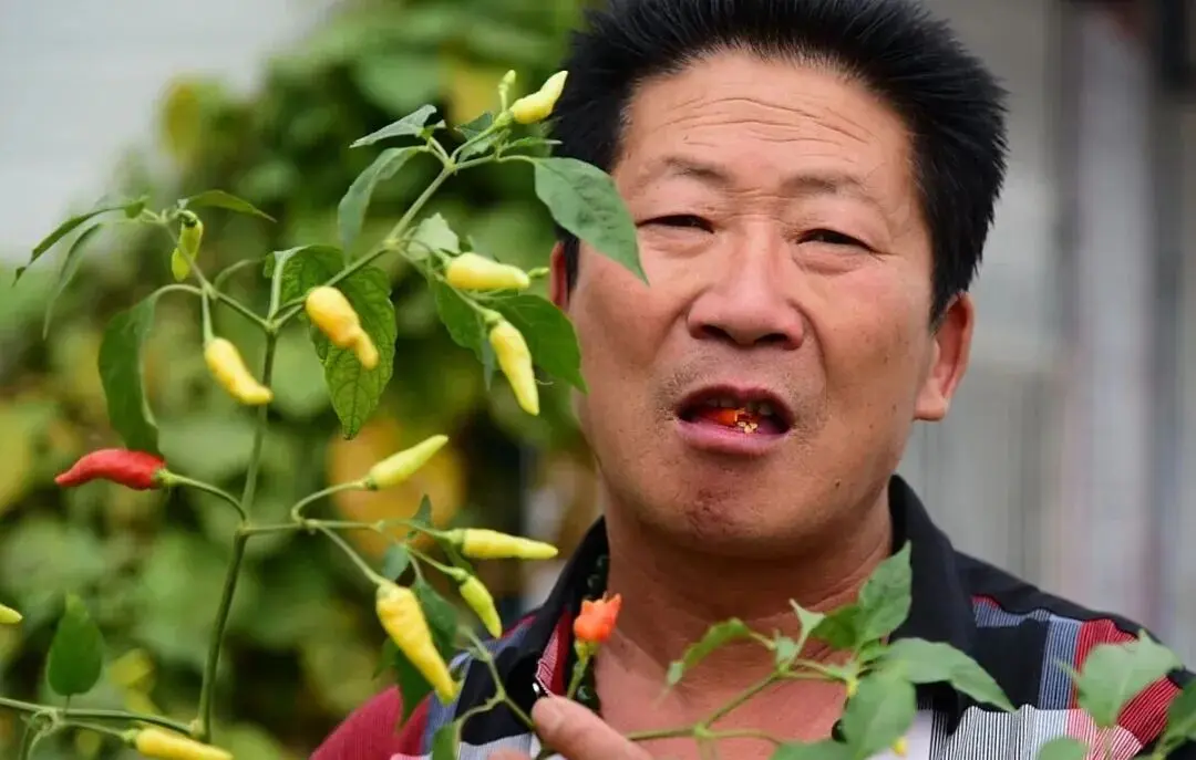 全世界只有人类主动找虐? 辣其实是痛觉，越吃越爽的真相太绝了!