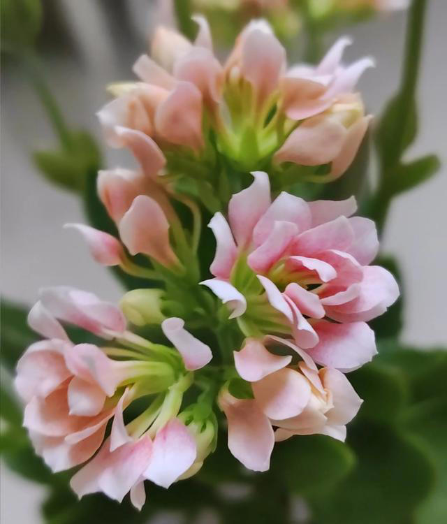 请教高手，这个花开成这样正常吗？还是配合名字特意培养的？