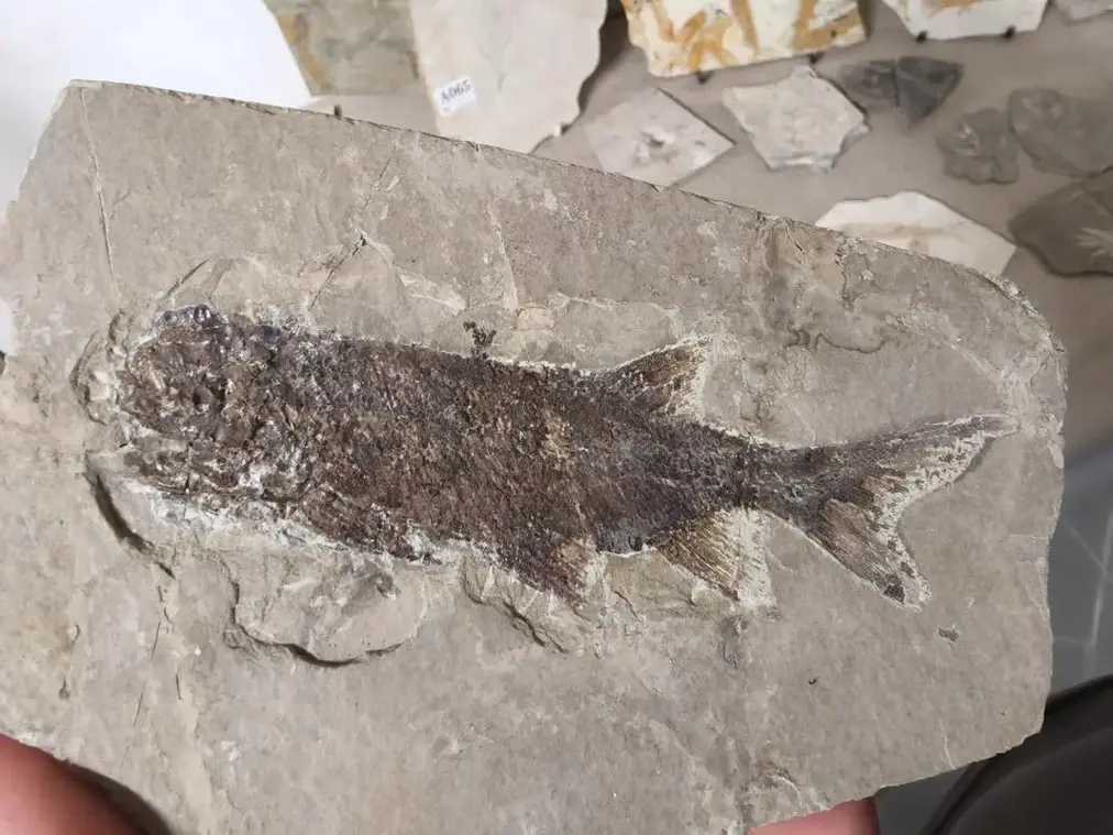 1.5������ʯ��2���������10����ͷ�ǣ��й�������������