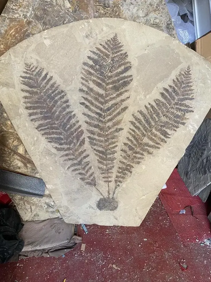 1.5������ʯ��2���������10����ͷ�ǣ��й�������������