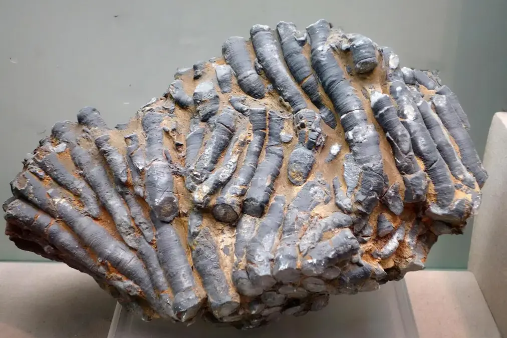 1.5������ʯ��2���������10����ͷ�ǣ��й�������������