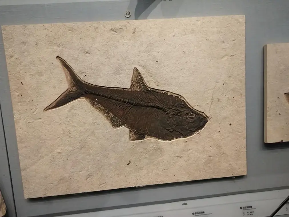 1.5������ʯ��2���������10����ͷ�ǣ��й�������������