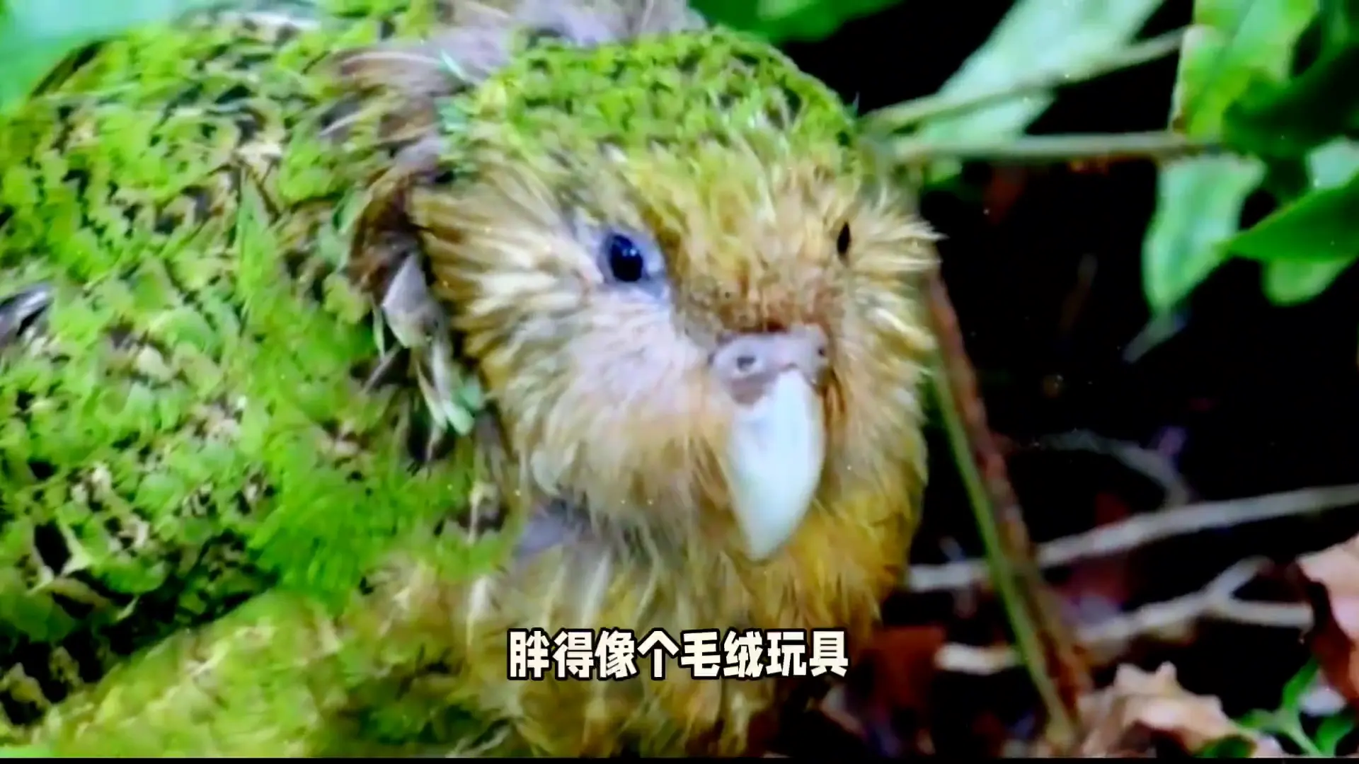 全球仅剩200只的鸮鹦鹉：鸟中傻狍子，当地专门划分几个岛给它