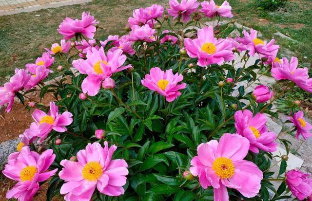 四季养花，不同季节的特点，决定了要选择不同花卉