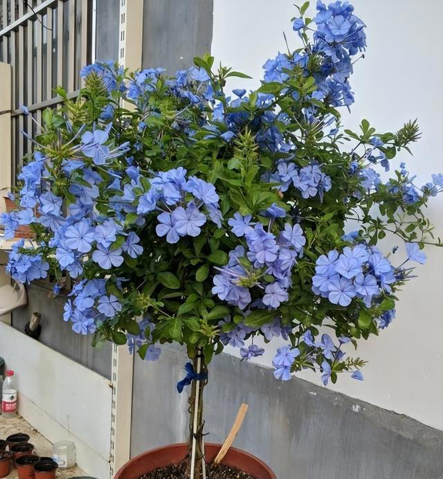 4种花很好养，开成花球，花量大，花色艳，养在阳台人见人爱