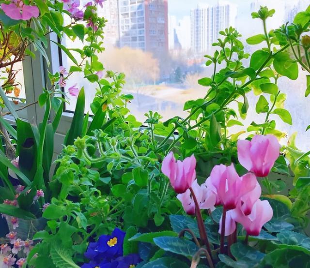 4种花很好养，开成花球，花量大，花色艳，养在阳台人见人爱