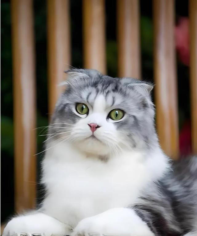 其实很多人选错了! 这才是真正合适家养的猫猫，就是这4种猫