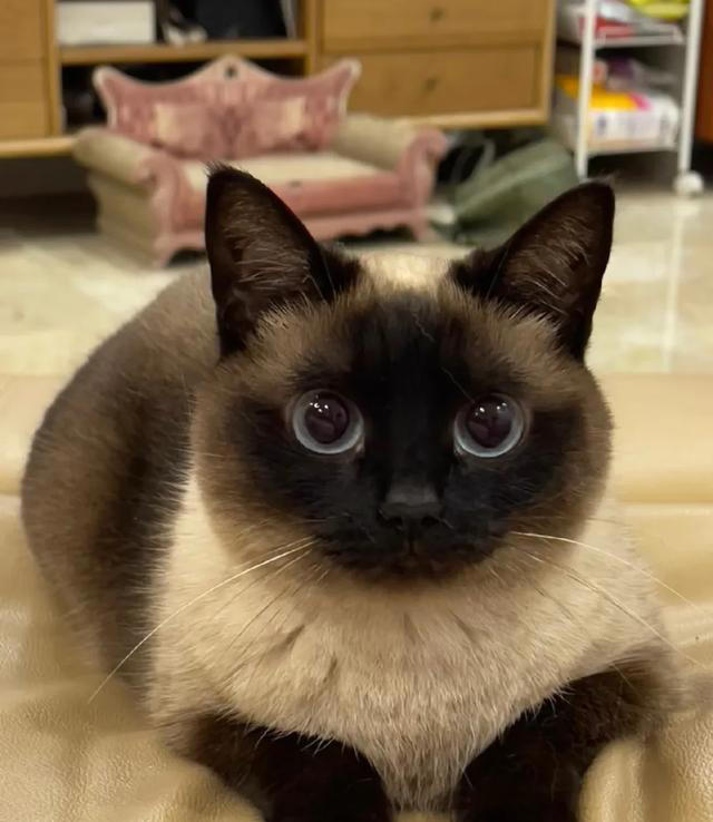其实很多人选错了! 这才是真正合适家养的猫猫，就是这4种猫