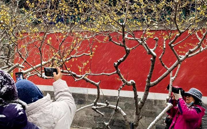 国家植物园蜡梅傲雪盛开，游客踏雪寻“梅”