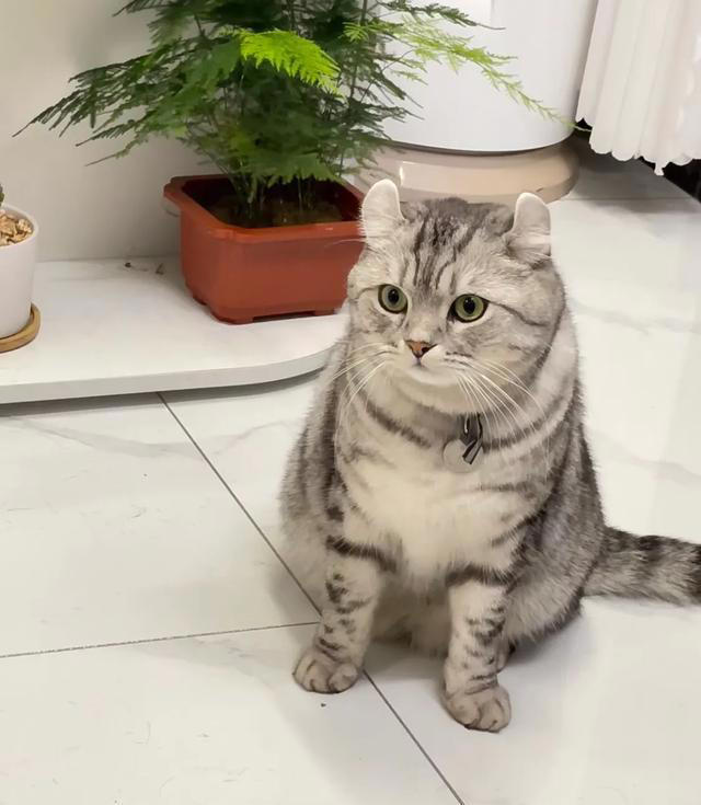 其实很多人选错了! 这才是真正合适家养的猫猫，就是这4种猫