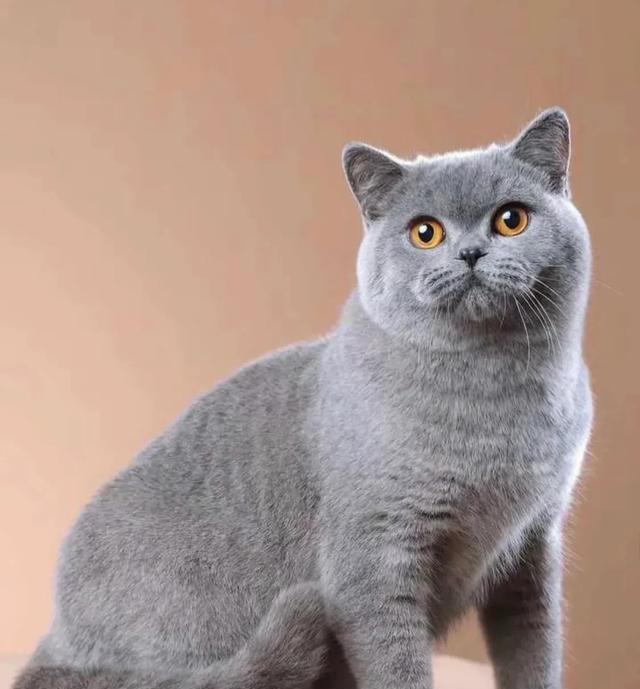 其实很多人选错了! 这才是真正合适家养的猫猫，就是这4种猫