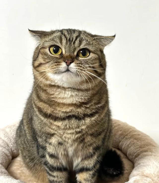 其实很多人选错了! 这才是真正合适家养的猫猫，就是这4种猫