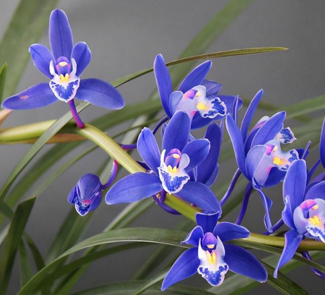 兰花界的“新面孔”，曾60万一苗，现不足百元，来头确实很大!