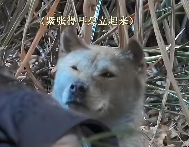 《长安二十四计》收视爆了，连看5集，我要说：央视押对宝了