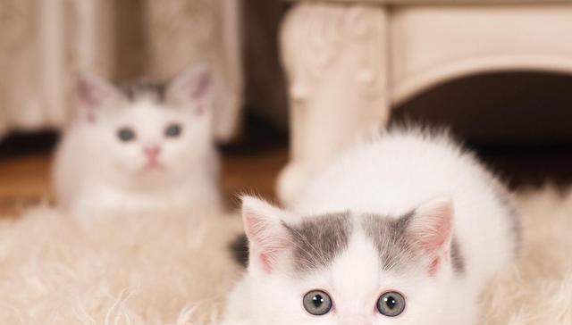 猫咪反骨太严重，该不该打，它们会记仇吗?