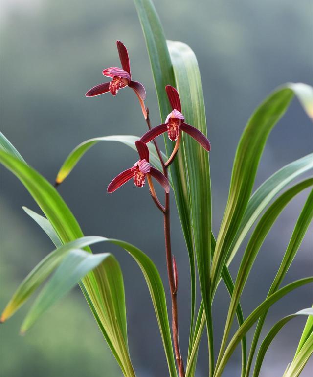 此兰花适合冬天养，开花勤奋，一茬接着一茬，轻松开出大花球