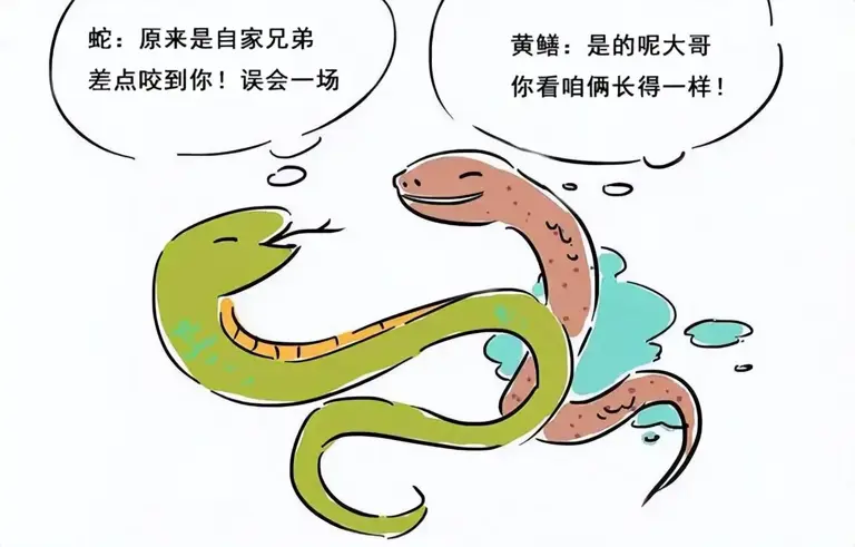 俗话说的“蛇吃黄鳝-找死”，是真的吗?