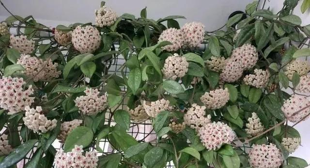 新手养球兰，赶紧做好这3件事，开花一茬接一茬