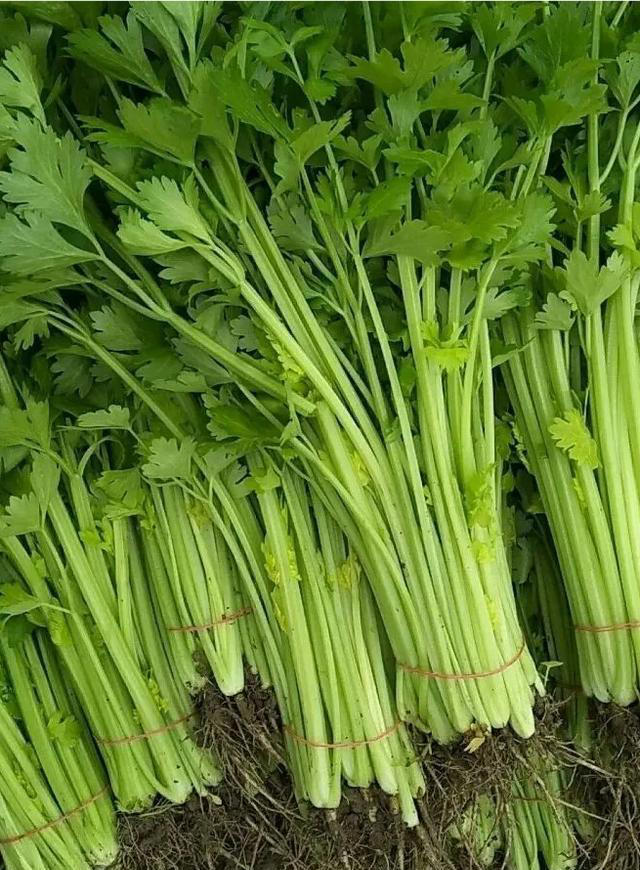 吃芹菜为什么不吃叶子？可能很多人还不清楚，看完记得转告家人