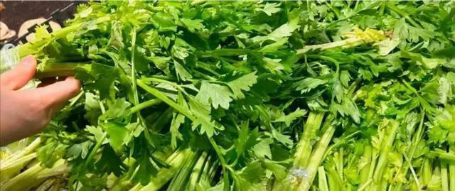 吃芹菜为什么不吃叶子？可能很多人还不清楚，看完记得转告家人