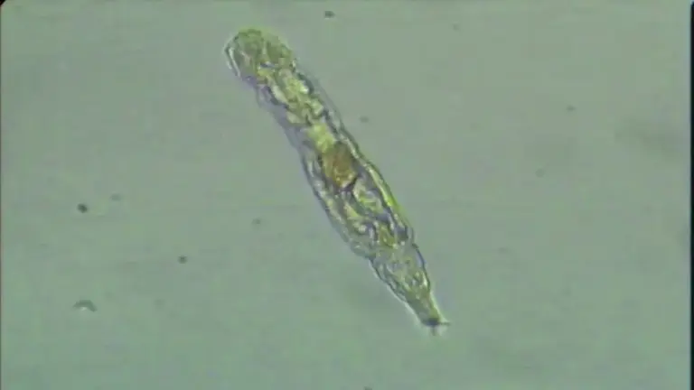 西伯利亚惊现活化石！破解隐生密码，百岁老人或成起步价