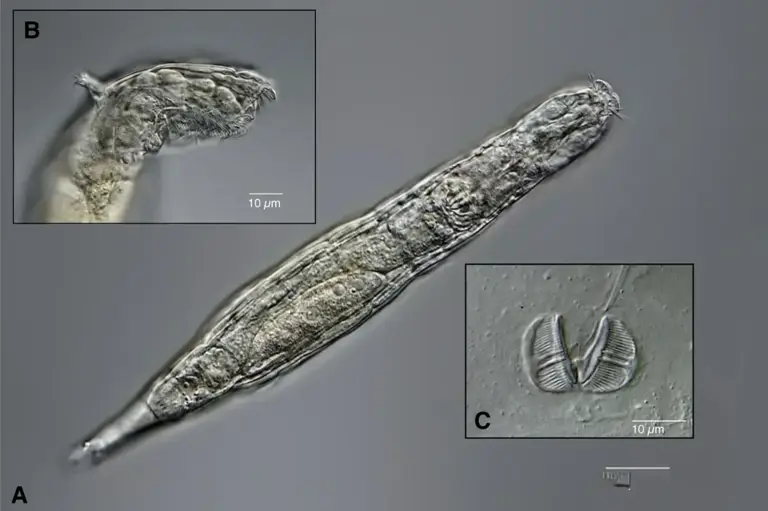 西伯利亚惊现活化石！破解隐生密码，百岁老人或成起步价