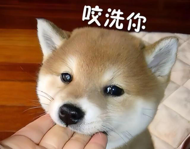 狗爱咬人? 教你几招驯服“小恶魔”，变身“乖宝宝”