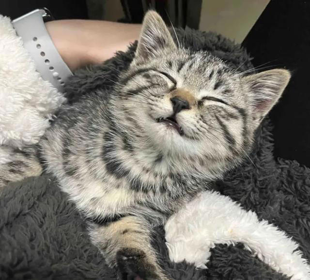 养猫后，“喵”不可言的生活，你后悔吗?