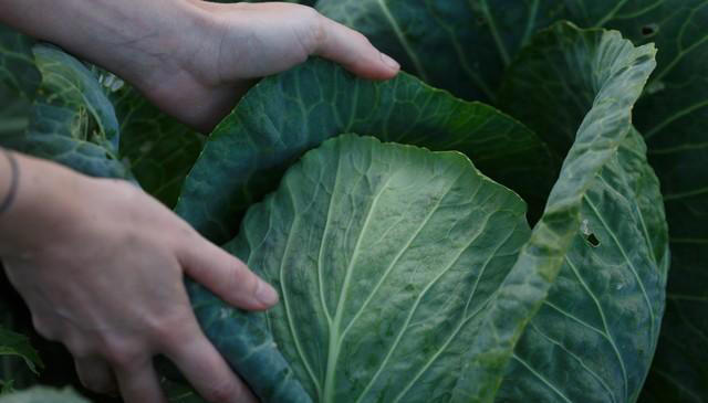 心脏不好 活不久 建议中老年 常吃这2样护心菜 健康长寿